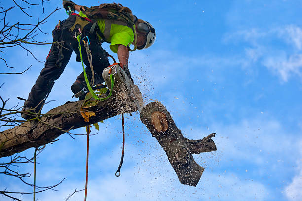 How Our Tree Care Process Works  in  Royal Palm Estates, FL